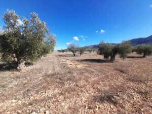 Imagen de inmueble disponible de la inmobiliaria DS Inmobiliaria