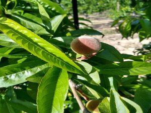 Imagen de inmueble disponible de la inmobiliaria DS Inmobiliaria