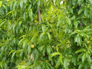 Imagen de inmueble disponible de la inmobiliaria DS Inmobiliaria