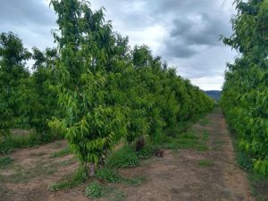 Imagen de inmueble disponible de la inmobiliaria DS Inmobiliaria